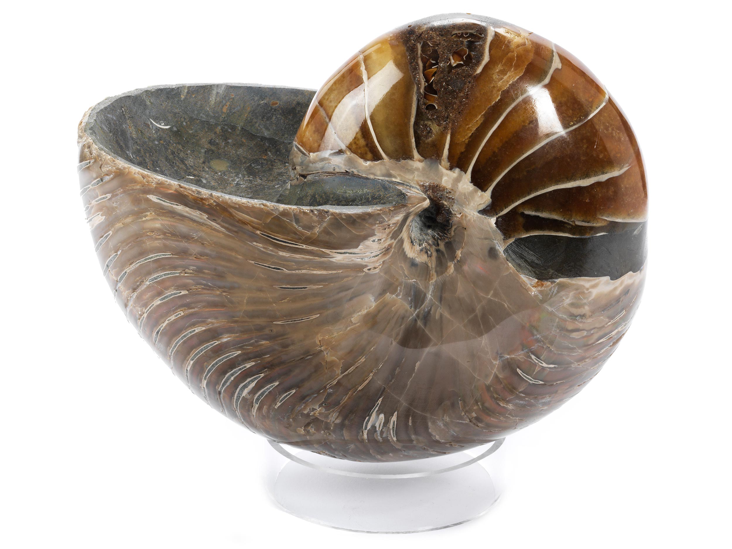 Fossiler Nautilus