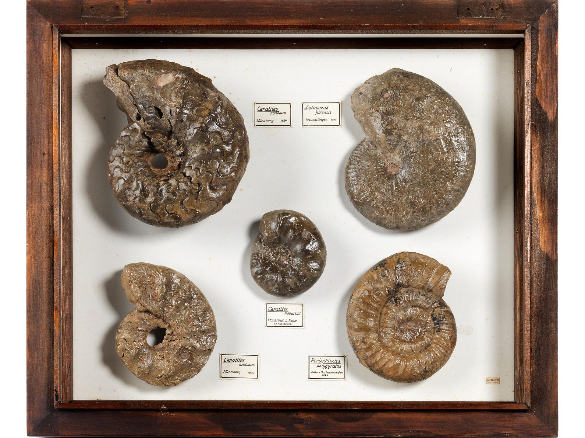 Sammlung von Ammoniten