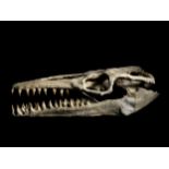 Schädel eines Mosasaurus