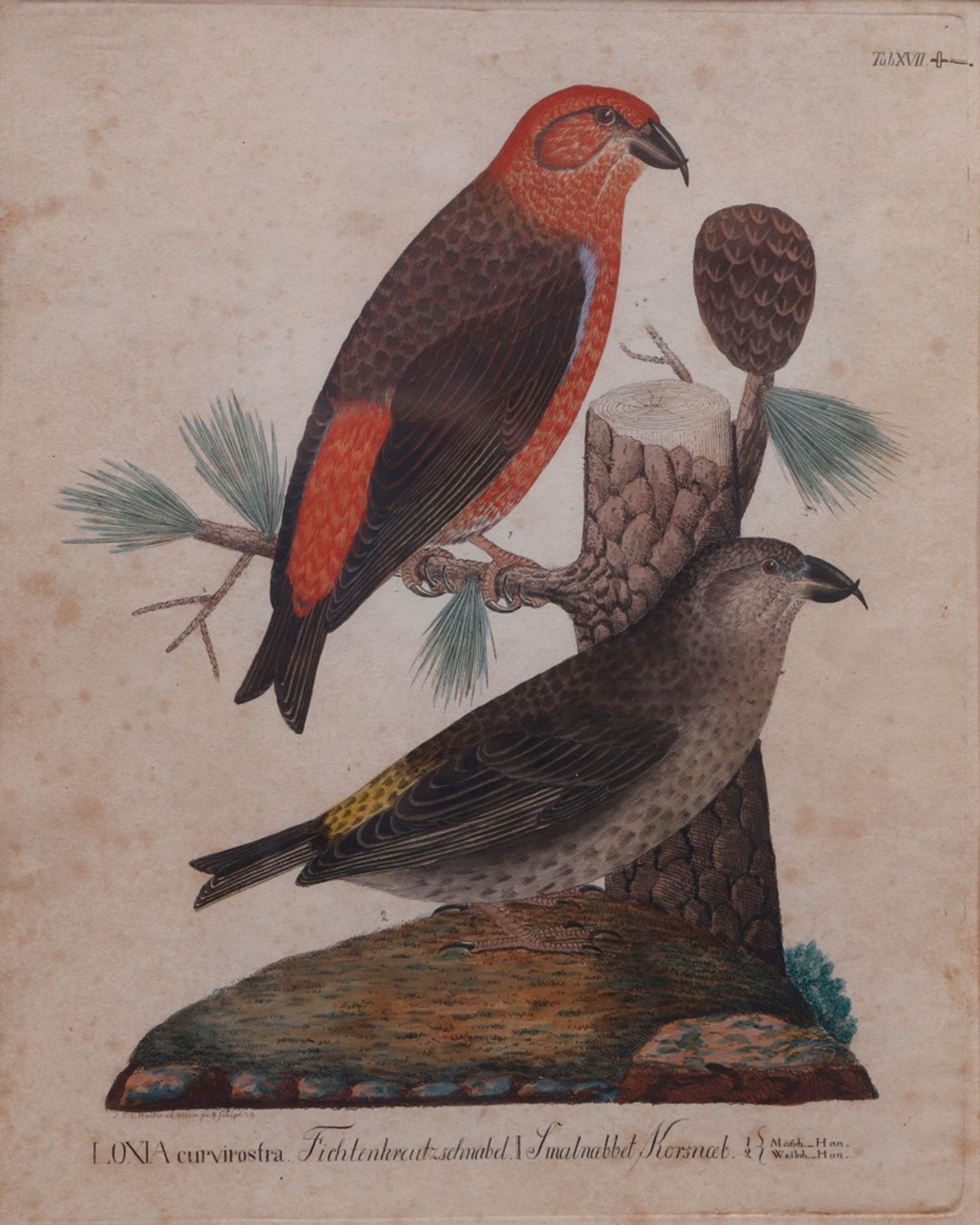 2 colored engravings, German/Danish, 1st half 19th C. - Image 3 of 5