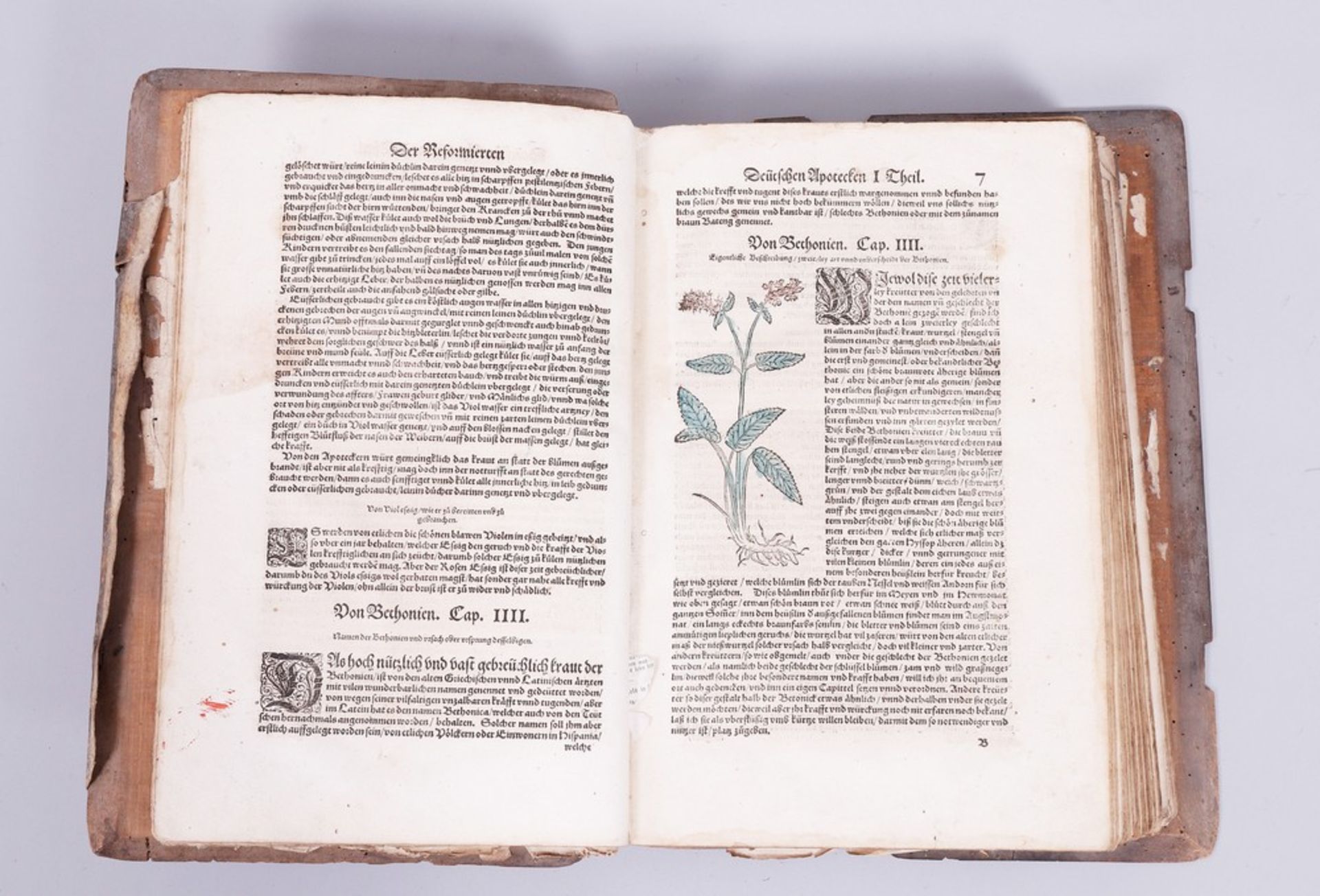 Herb book, Walther Hermann Ryff (around 1500, maybe Strasbourg - 1548 in Würzburg) - Image 3 of 6