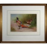 Follower of Archibald Thorburn A cock and hen pheasant. Watercolour, 22.5 x 33cm