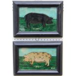 20th century Naive School Two studies of rare breed pigs, Spot and Rosey. oils on panel, each