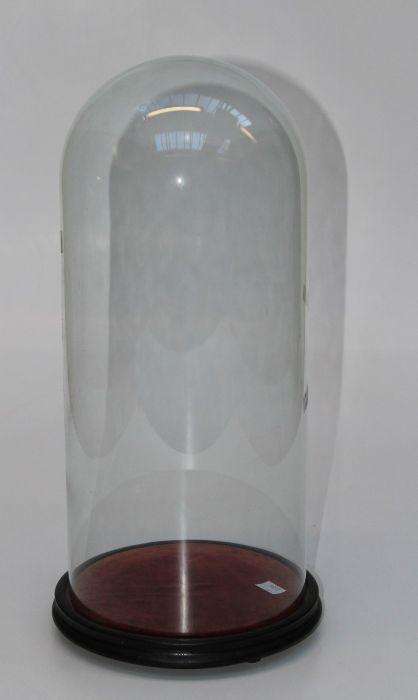 A large glass taxidermist's dome, on wood plinth. Dome height, 48cm, dome diameter 22cm