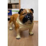 A 20th Century life size painted ceramic model of a Bulldog with features and tan colourway to body,