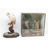 An early 20th Century cased taxidermy sparrow hawk, along with early 20th Century barn owl