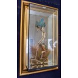 Taxidermy interest - two kingfishers in a glass case