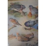 A collection of framed 19th century world animal prints of birds, monkeys, wild cats.