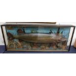 Taxidermy - a 19th century cased Pike in a naturalistic setting, caught in the River Derwent at