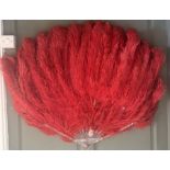 A very large red ostrich feather fan previously housed at the Nottingham school of dance and made in