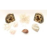A collection of crystal coral and shells