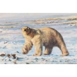 Tony Forrest (British, b.1961) Study of Polar Bear oil on canvas, 29 x 59cm  signed lower right,