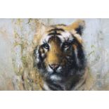 Tony Forrest (British, b.1961) Study of a Tiger  oil on canvas, 28 x 38cm  signed lower right,