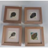 A Moorcroft collection of 4 framed and mounted fossils, Titled " Fern ,Trilobite, Ammonite, &