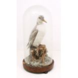 Taxidermy interest: 19th century gull in a glass dome with wooden base on bun supports