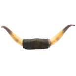 Early 20th century mounted bull's horns