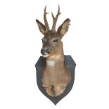 Taxidermy: an adult Roebuck deer neck mounted looking straight ahead, on shield shaped mount