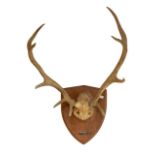 Antlers / Horns: a 20th Century deer antler and cranium, mounted with plaque dated 1977