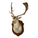 Taxidermy: an adult Red Deer Stag's head mounted on stained pine shield shaped mount