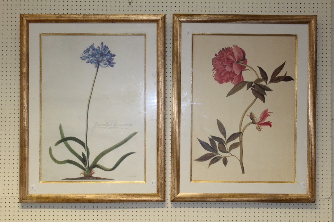 Two ornately gilt framed reproduction botanical furnishing prints, 84 x 64cm (total size)