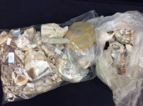 Collection of sea shells and coral