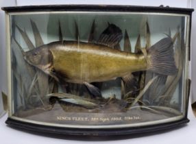 An Edwardian taxidermy of a Tench (tinca tinca), mounted in a naturalistic setting amongst reeds