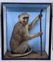 A Victorian taxidermy monkey, probably a Macaque, mounted seated and holding a staff, against a