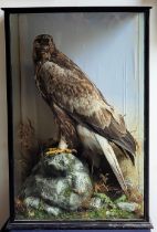 A fine W.A.Macleay & Son (Inverness) Edwardian Scottish taxidermy Golden Eagle (aquila