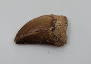 Natural History: A fossil juvenile (Carcharondontasaurus Saharicus) dinosaur tooth, Africa, late