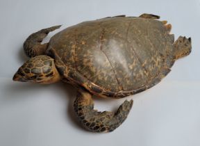 A taxidermy Hawskbill sea turtle (eretmochelys imbricata), c.1900, length approx. 71cm.