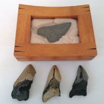 Fossils - four megalodon sharks teeth, one framed and glazed. All approximately 9/10cm