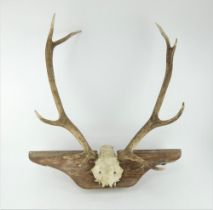 Pair of vintage stag antlers mounted on an architectural bracket. Width 77cm, height 70cm.