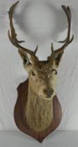 Taxidermy: A Stag’s head trophy