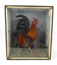 A taxidermy bantam cockerel in naturalistic setting within a glazed case. 54cm x 45cm.