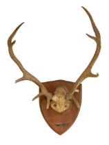 Antlers / Horns: a 20th Century deer antler and cranium, mounted with plaque dated 1977