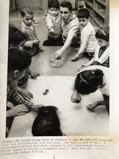 NYC Education with children and Turtles and Lizards. Press photograph 1960s. Plus corresponding