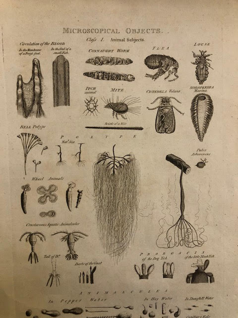 Microscopical Objects, book plates of engravings. 5 large size. - Image 7 of 8