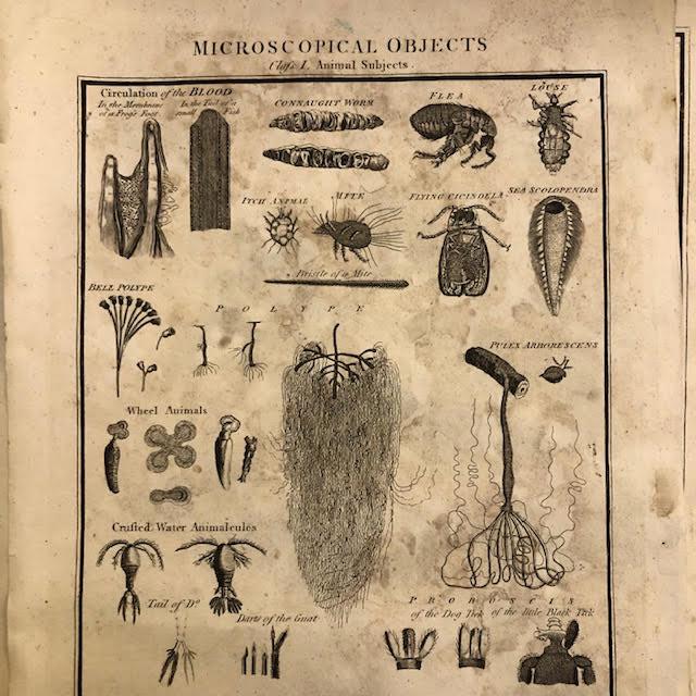 Microscopical Objects, book plates of engravings. 5 large size. - Image 3 of 8