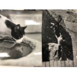 Sandro Vespasiani, Cat Photographs 32cm x 25cm