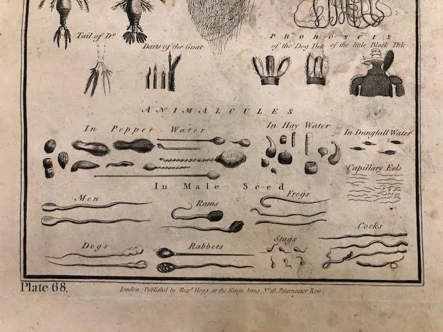 Microscopical Objects, book plates of engravings. 5 large size. - Image 4 of 8