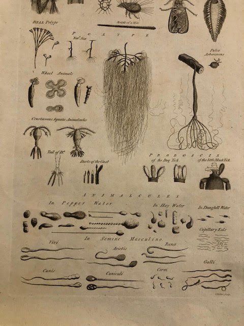 Microscopical Objects, book plates of engravings. 5 large size. - Image 8 of 8