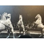 Photograph of circus horses, titled Horse-Sense. Mounted on card with signature.