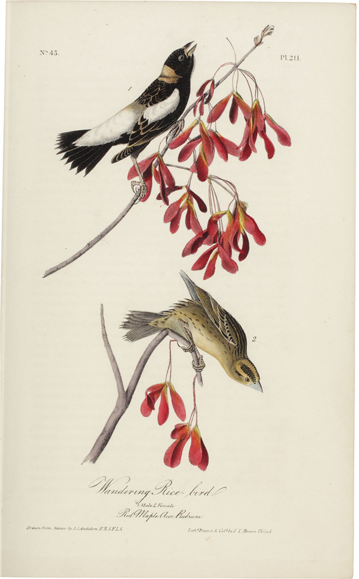 Audubon, John James.