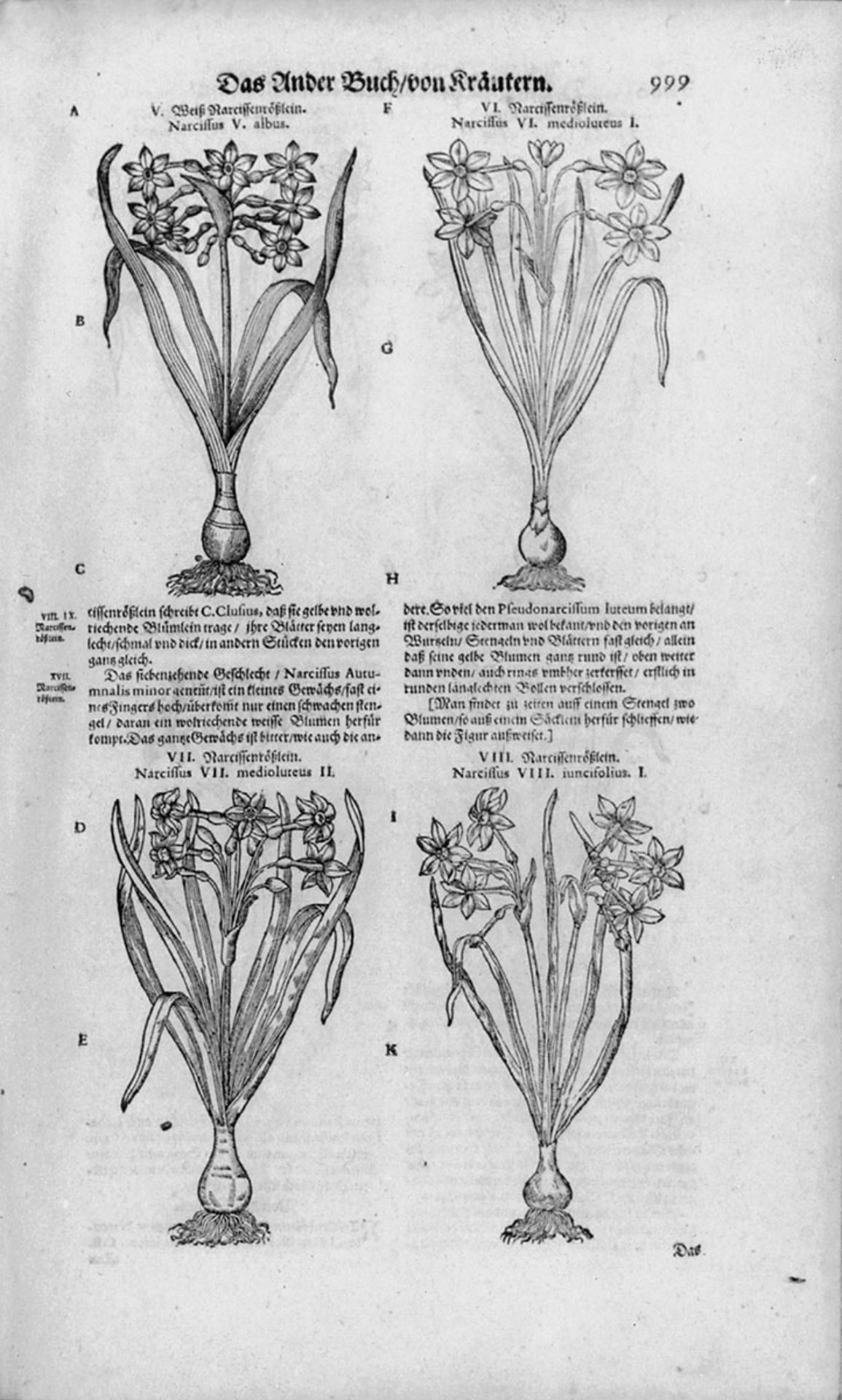 Tabernaemontanus, Jac. Theod. - Bild 2 aus 4