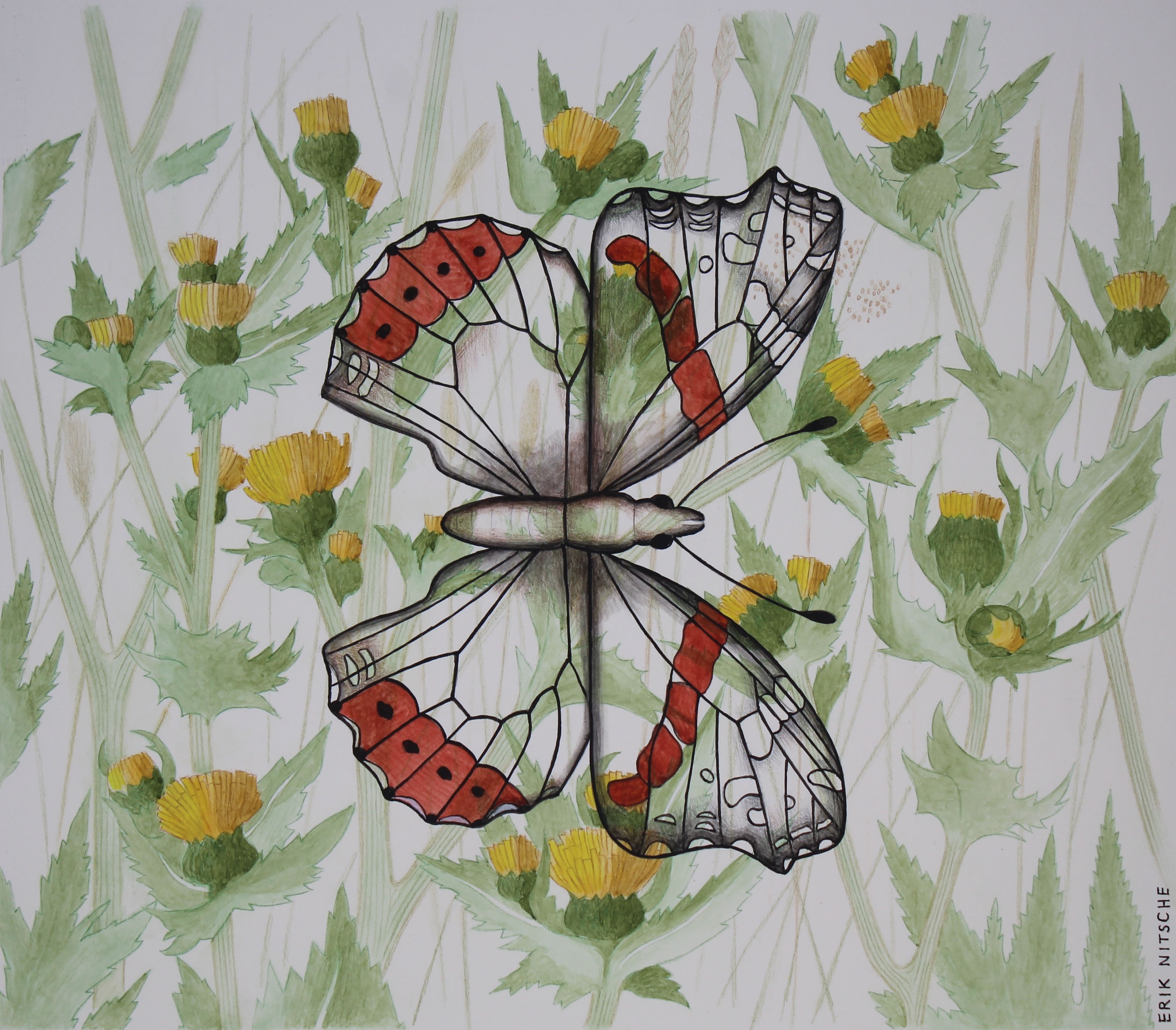 Erik Nitsche (1908 - 1998) "Red Admiral Butterfly"