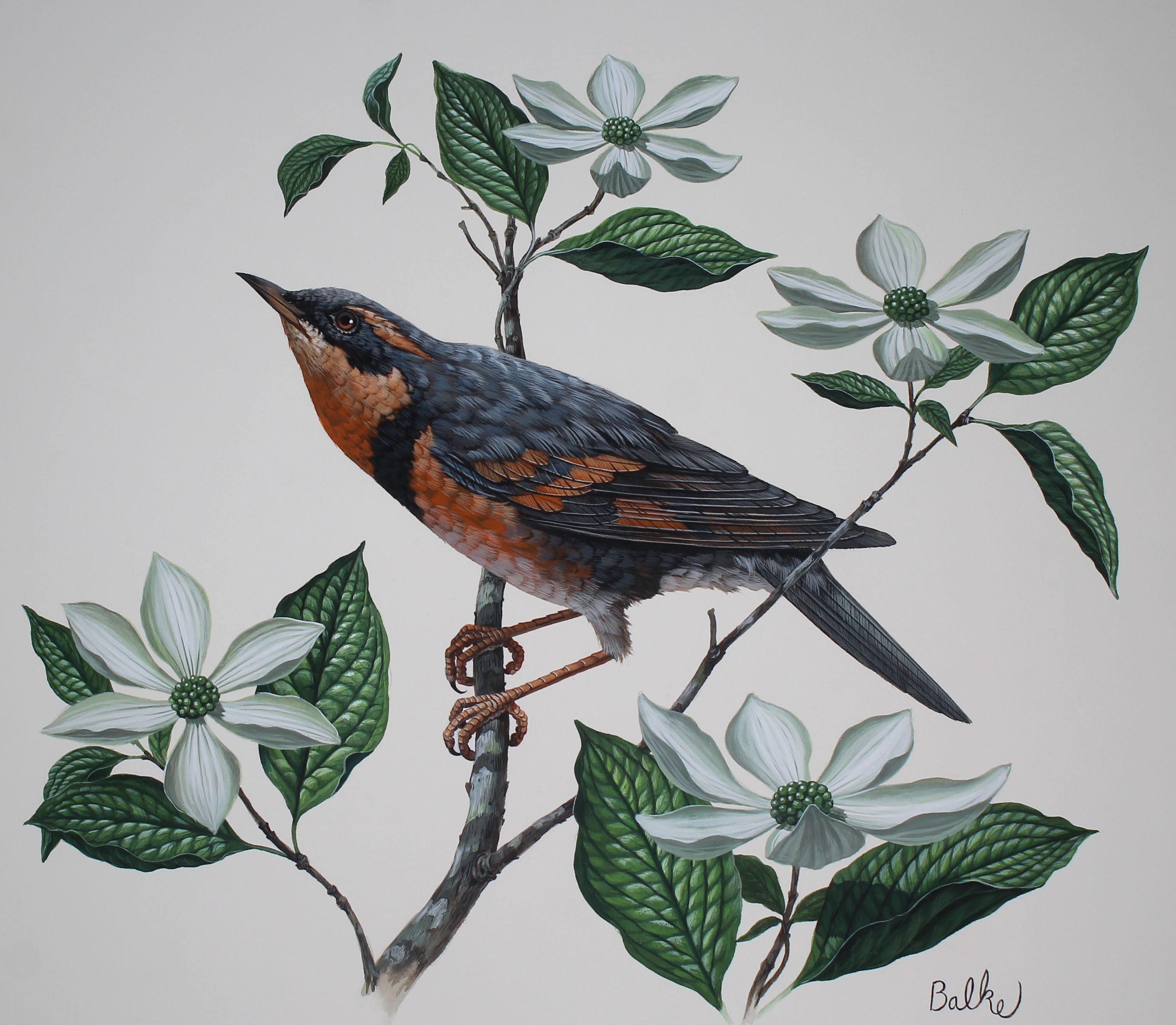 Don Balke (B. 1933) "Varied Thrush"