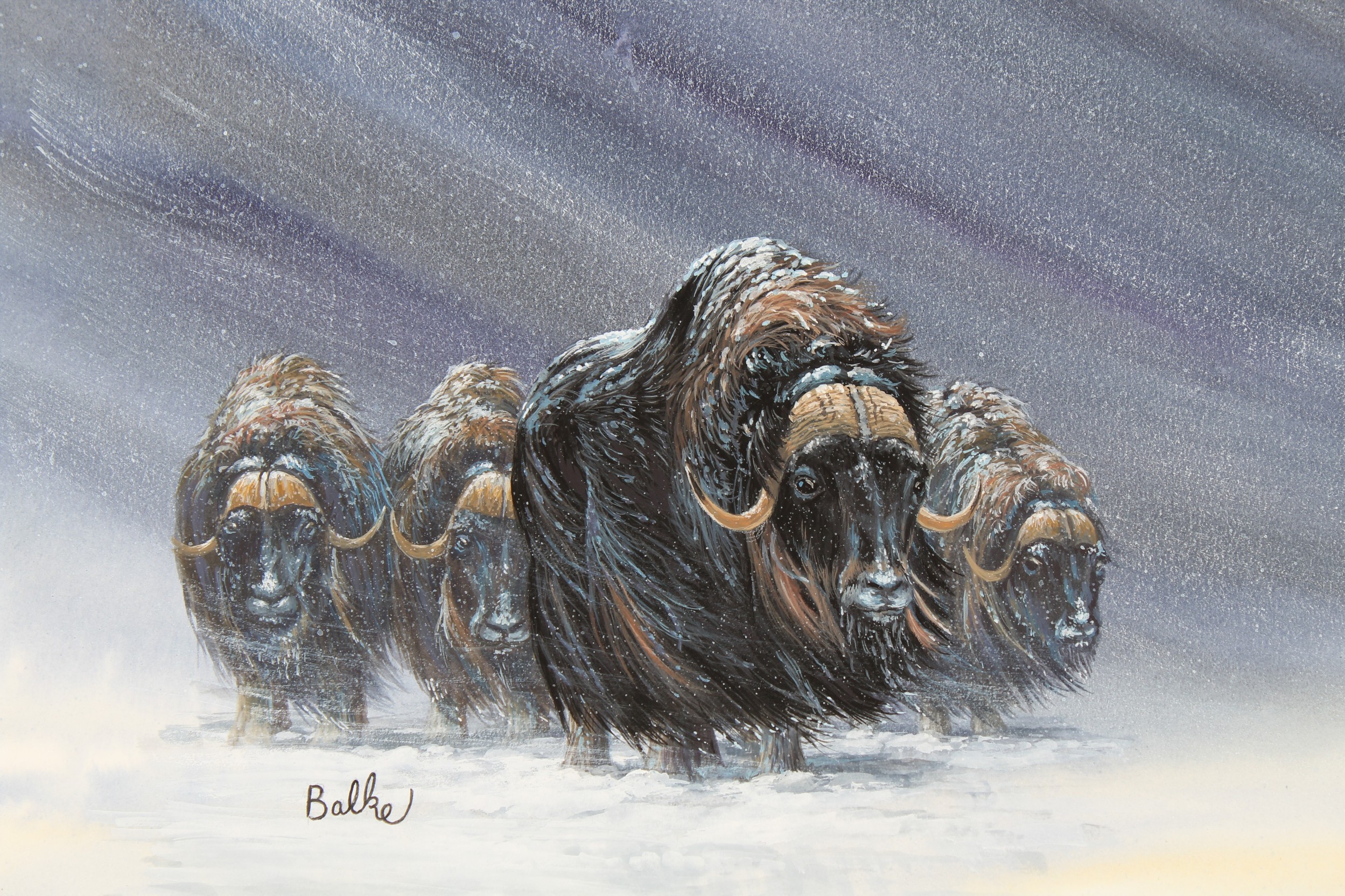 Don Balke (B. 1933) "Tundra Muskox" - Image 2 of 4