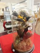Taxidermy: 19th cent. Domed glass display featuring a male and female Golden Oriole (Oriolus