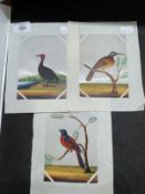 Company School: 19th cent. Indian mica paintings of birds, two of exotic birds on branches and