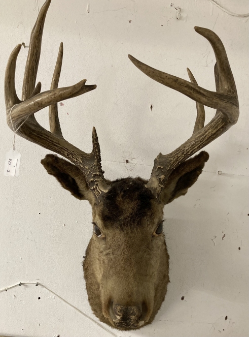 Taxidermy: Stag's head and a mounted ibex. (2) - Image 2 of 2